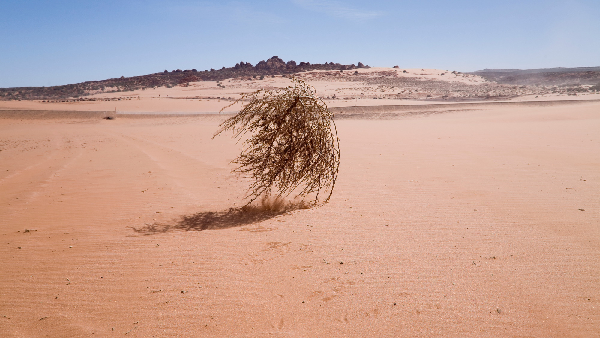 Silent No More: Empowering Yourself to Conquer Tumbleweed Moments