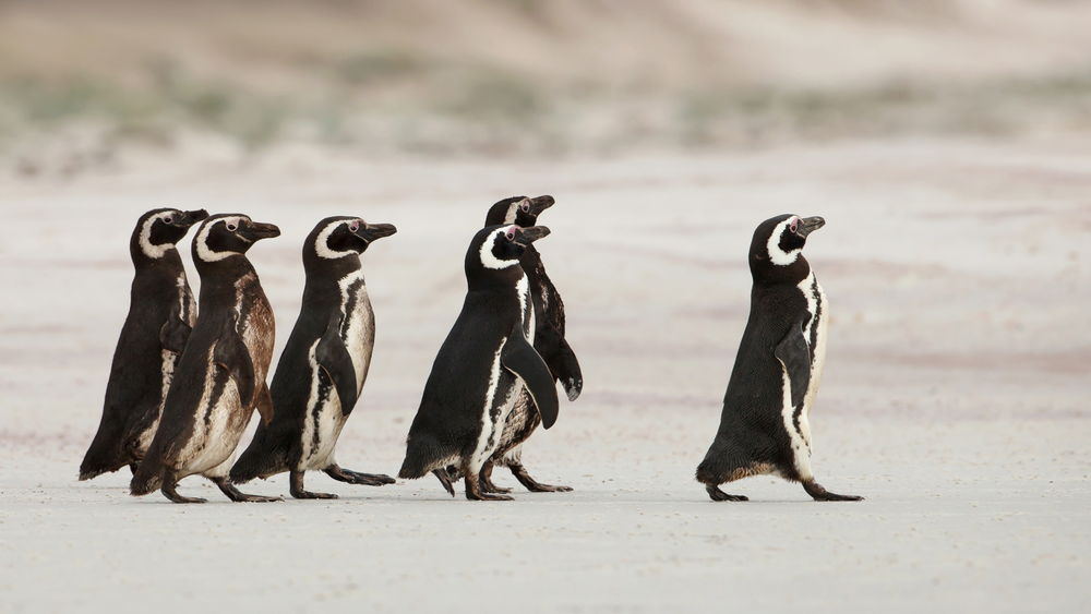 5 Ways To  Master Being A  Leader In The Work Place? post image